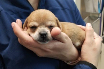 A Basket Full Of Puppies