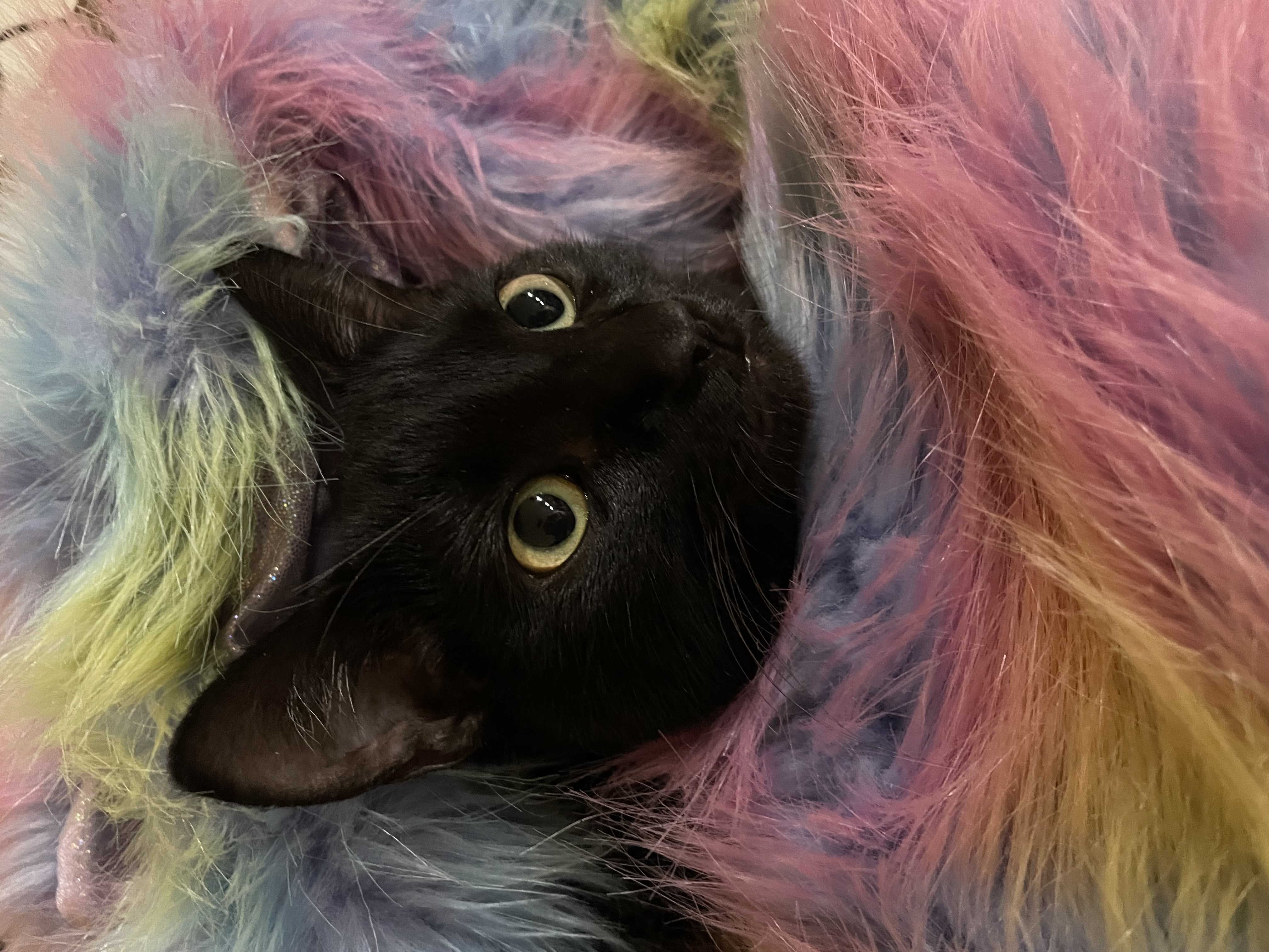 The Luckiest Little Stray