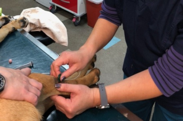 Training The Next Generation Of Veterinary Technicians at NPVEC