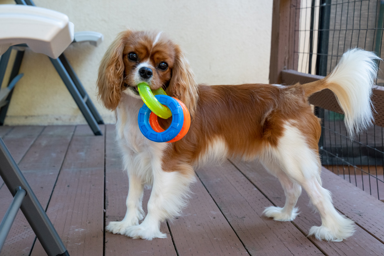 Cannoli Thumbnail Cannoli Thumbnail