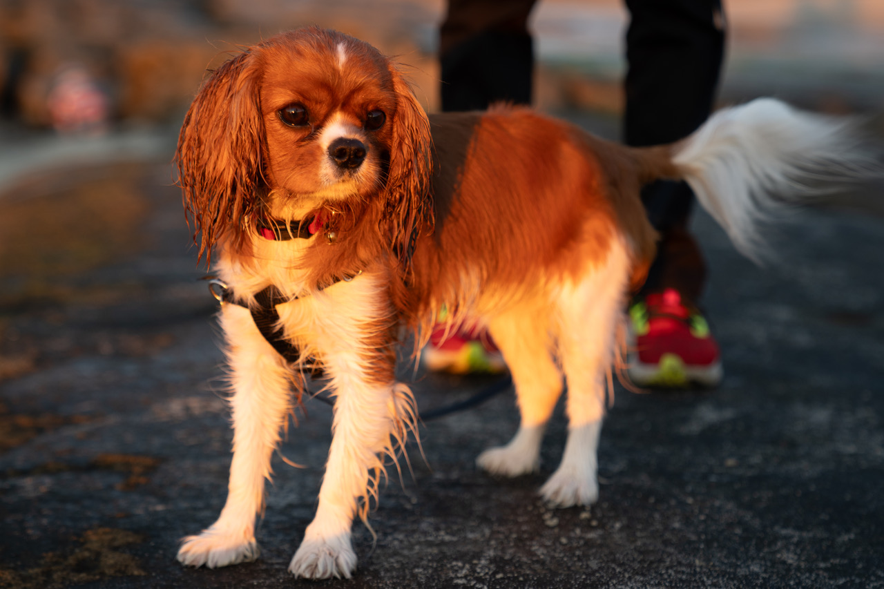 Pawesome Tales The Atrocities of Acorns