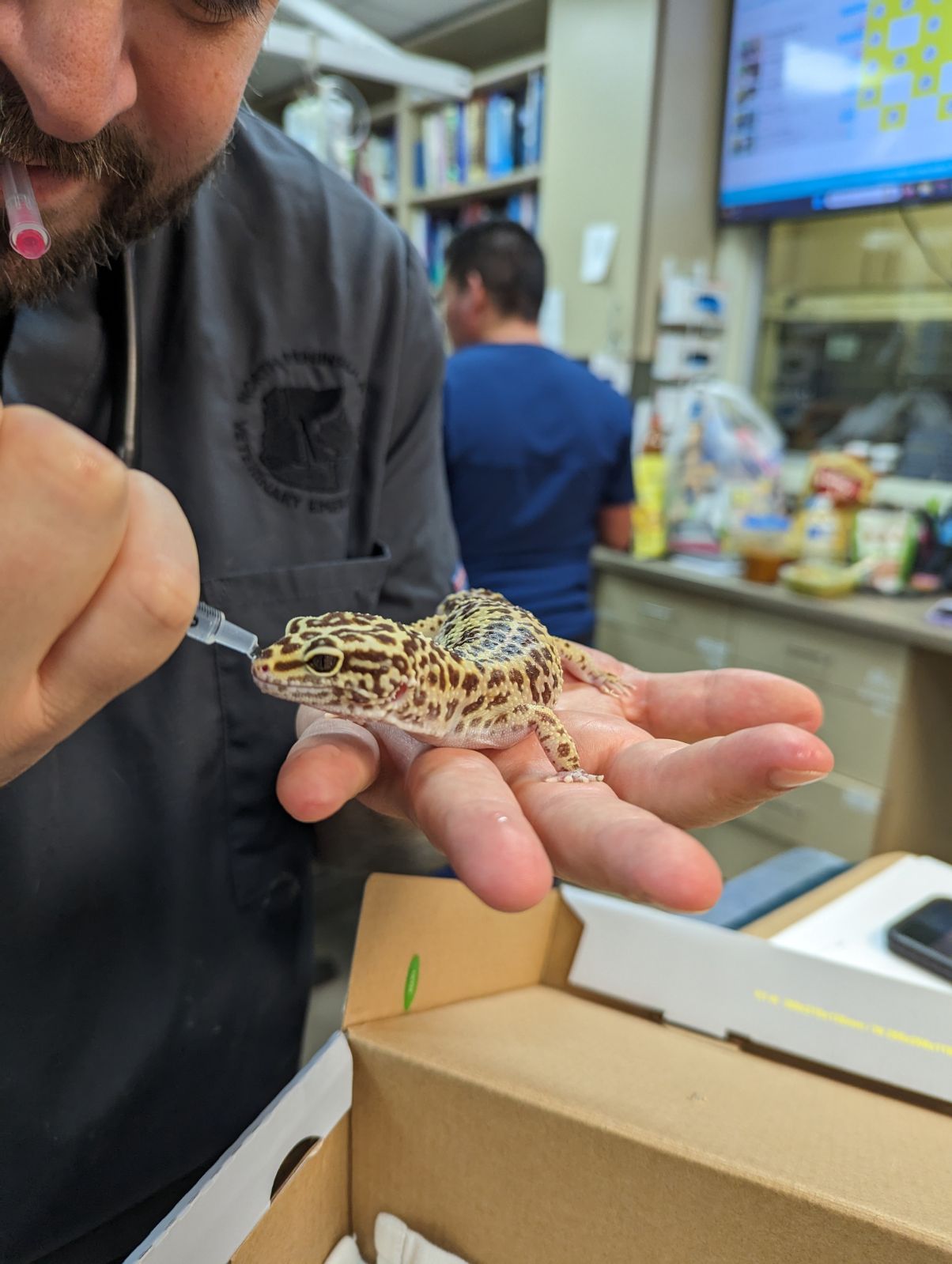 Dr. Adam Krantz with YY the leopard gecko
