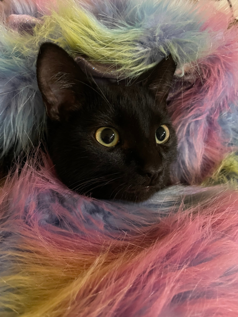 Odezza in fuzzies