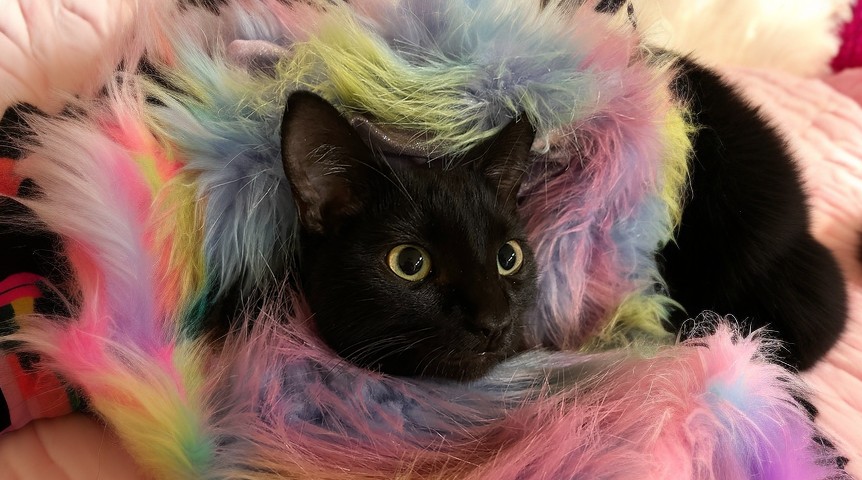 Odesza horizontal Odesza horizontal