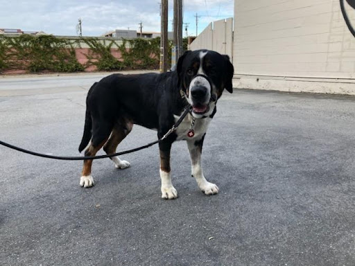 Obi the Swiss mountain dog