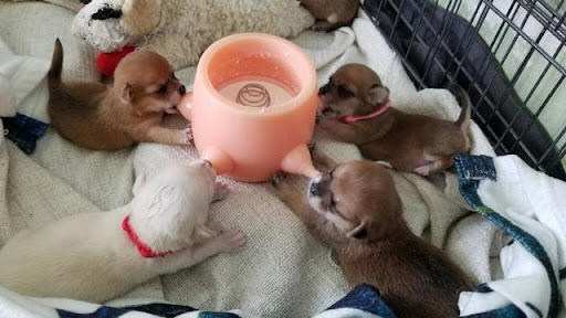 Group Feeding Time Group Feeding Time