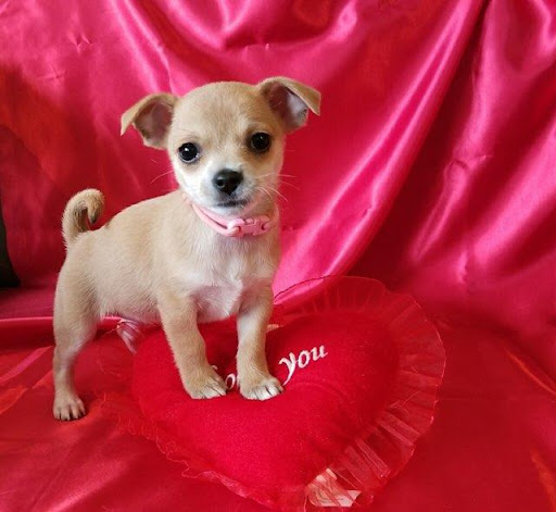 Ready For Adoption Ready For Adoption